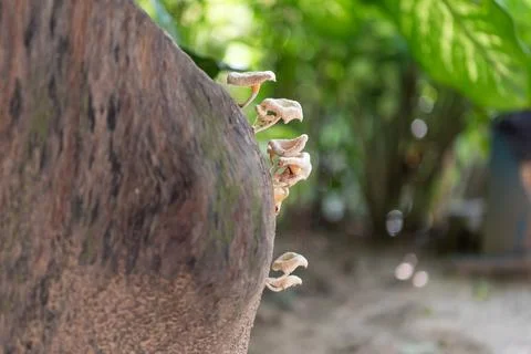Wild Mushrooms on Tree Trunk Stock Photos