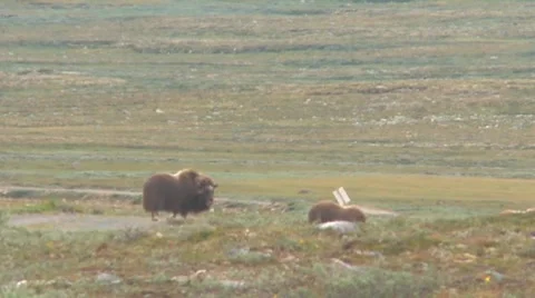 Wild musk ox Stock Footage