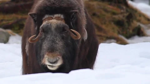 Wild musk ox Stock Footage 8539711