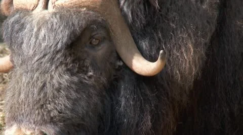 Wild musk ox Stock Footage 10910526