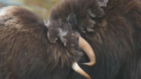 Wild musk ox Stock Footage 11288948
