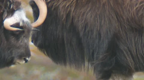 Wild musk ox Stock Footage 11289249