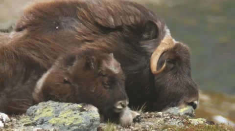 Wild musk ox Stock Footage 11289543