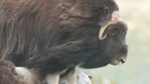 Wild musk ox Stock Footage 11289611