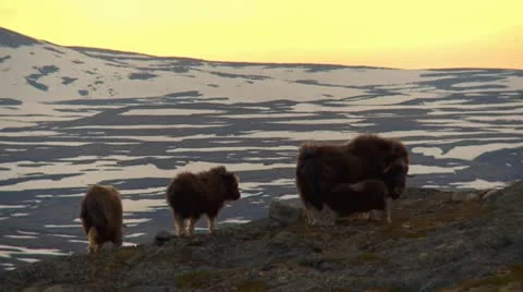 Wild musk ox Stock Footage 11313458