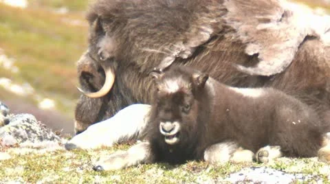 Wild musk ox Stock Footage 11399574