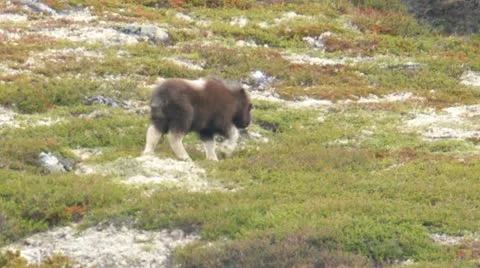 Wild musk ox Stock Footage 11401989