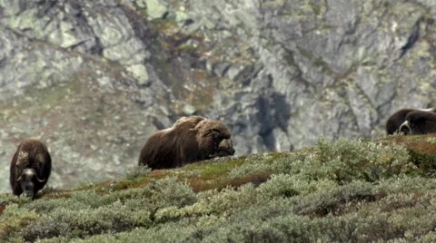 Wild musk ox Stock Footage 30371075