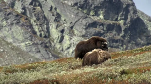 Wild musk ox Stock Footage 30371296