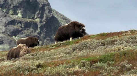 Wild musk ox Stock Footage 30371332