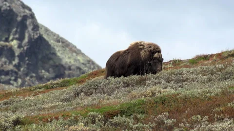 Wild musk ox Stock Footage 30371422
