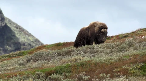Wild musk ox Stock Footage 30371453