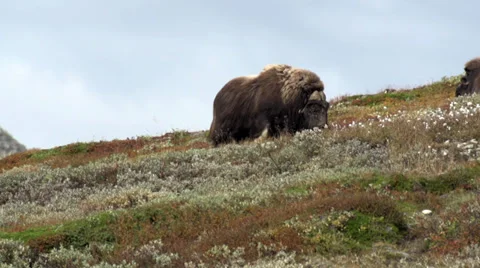 Wild musk ox Stock Footage 30371528