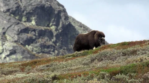 Wild musk ox Stock Footage 30371573