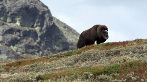 Wild musk ox Stock Footage 30371619
