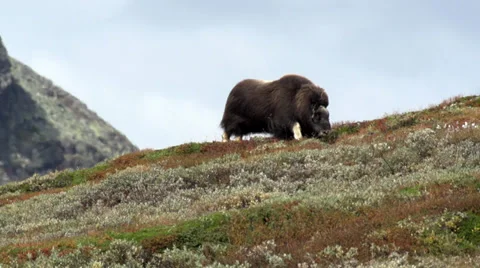 Wild musk ox Stock Footage 30371944
