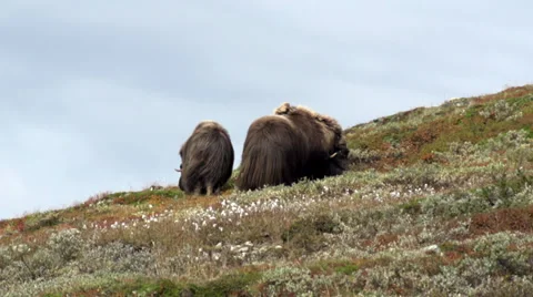 Wild musk ox Stock Footage 30374660