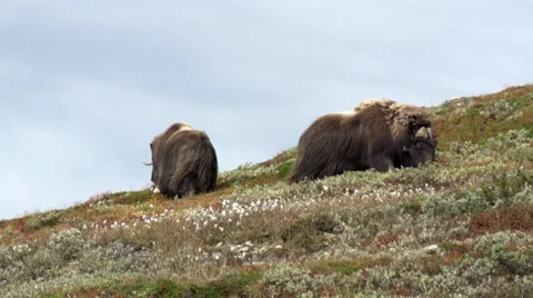 Wild musk ox Stock Footage 30374805