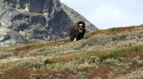 Wild musk ox Stock Footage 30376209