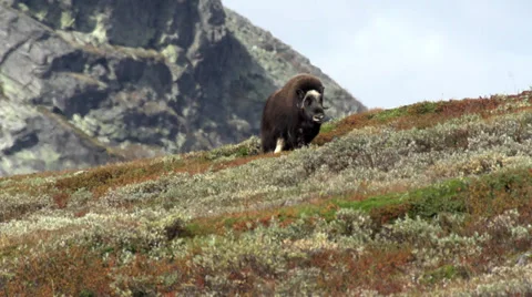 Wild musk ox Stock Footage 30377325