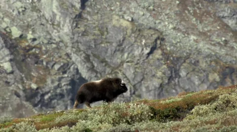 Wild musk ox Stock Footage 30377890