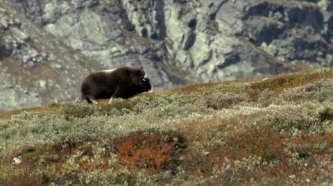 Wild musk ox Stock Footage 30379490