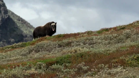 Wild musk ox Stock Footage 30379955