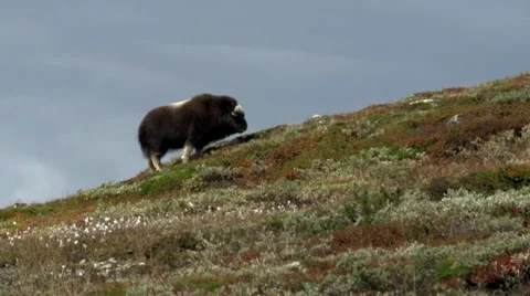 Wild musk ox Stock Footage 30381492