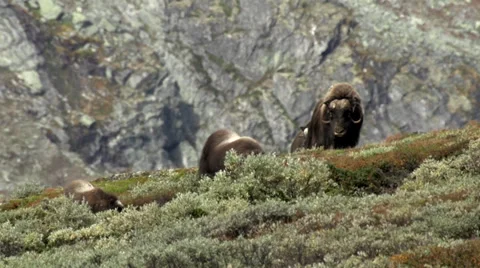 Wild musk ox Stock Footage 30382239