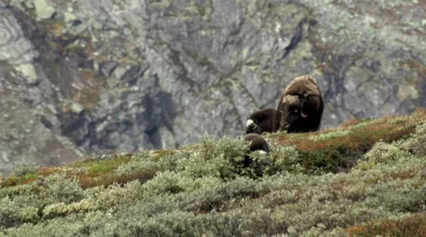 Wild musk ox Stock Footage 30383288