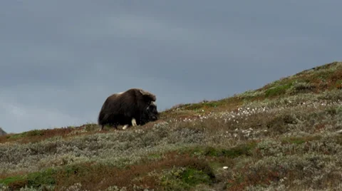 Wild musk ox Stock Footage 30384910