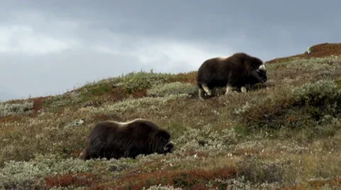 Wild musk ox Stock Footage 30384988