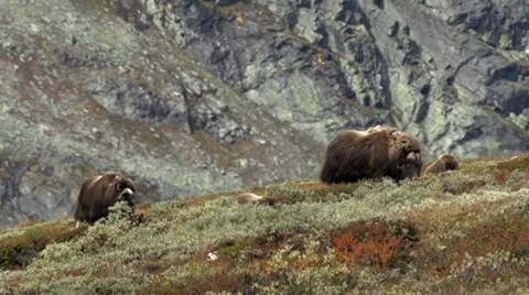 Wild musk ox Stock Footage 30387345