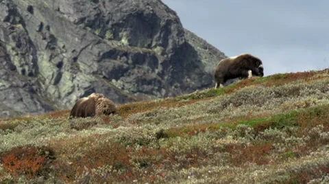 Wild musk ox Stock Footage 30387447