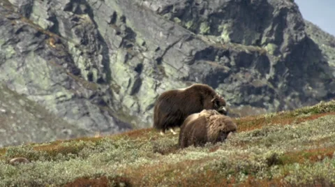Wild musk ox Stock Footage 30389501