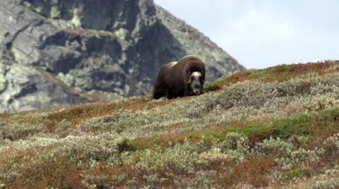 Wild musk ox Stock Footage 30390335