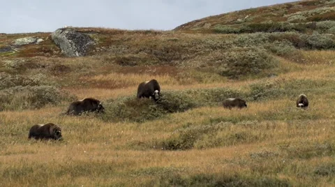 Wild musk ox Stock Footage 45443976