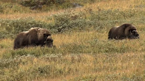 Wild musk ox Stock Footage 45445442