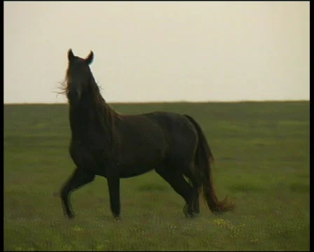 Wild mustang Stockbeeldmateriaal 573715