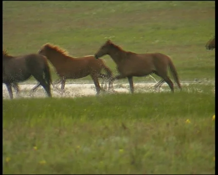Wild mustang 動画素材 573722