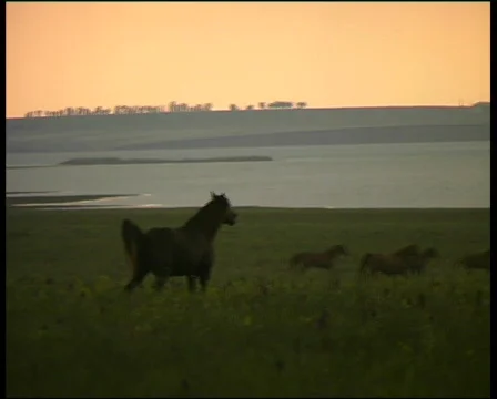 Wild mustang Video stock 573787