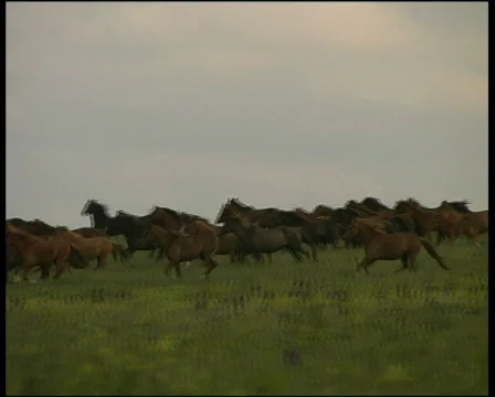  wild mustang Video stock 573797