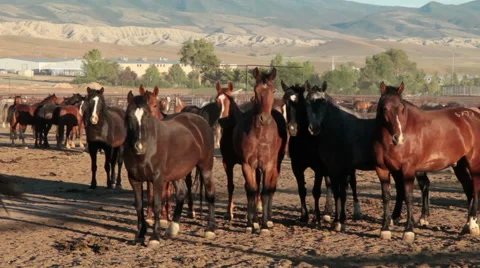 Wild mustangs in BLM containment facility at sunset-C6-HD P-4288 Stock-Footage 40079142