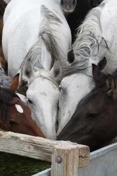 Wild Mustangs Drinking Stock Photos