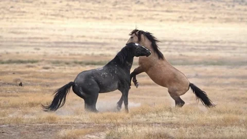 Wild Mustangs Fighting in Arid Plains: Untamed Horse Power Video Stock Footage 320853607