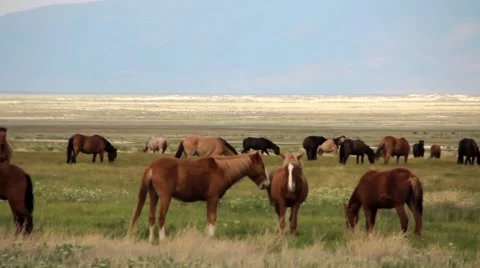 Wild Mustangs Stock Footage 48632983