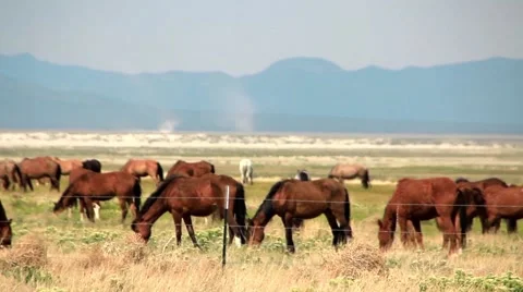 Wild Mustangs Stock Footage 48632988