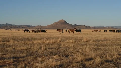 Wild Mustangs grazing Video stock 138160749