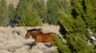 Wild Mustangs, Montana Stock Footage