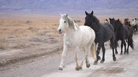 Wild mustangs running on the Pony Express trail in Utah Stock Footage 264786631
